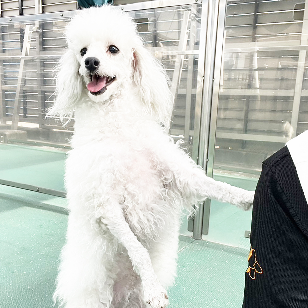 生徒が撮影したモデル犬たち♪①